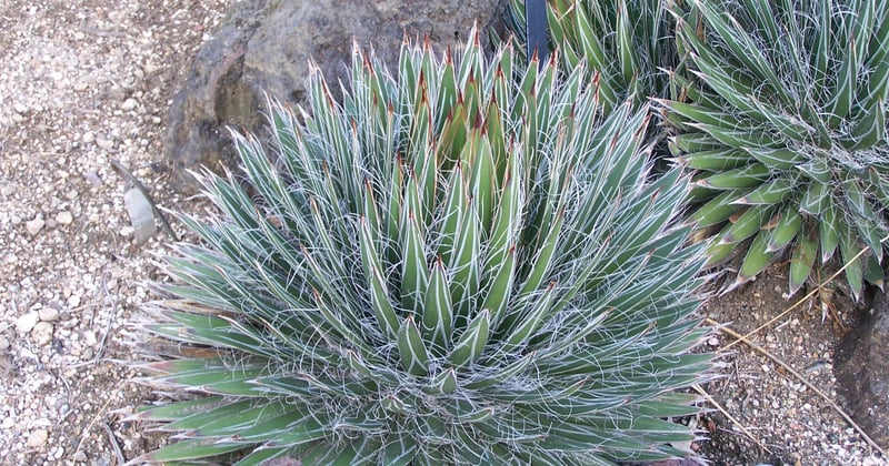 Agave: Die faszinierende Pflanze für Garten, Küche und Tequila