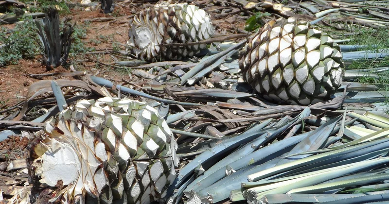 Agave, Essen, Tequila: und die Frage der Toxizität