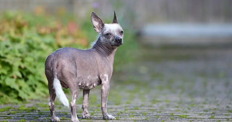 Xoloitzcuintle kaufen: Preis, Züchter und die Fallen