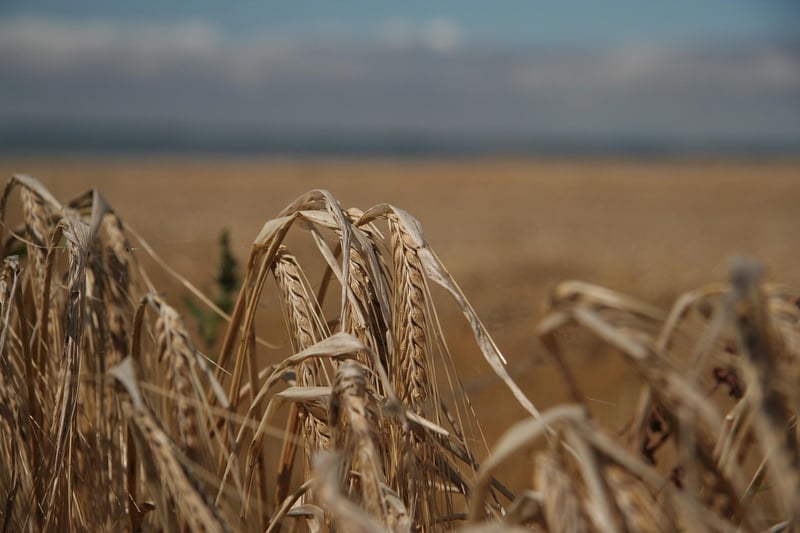 Bettwanzenbisse oder Flohbisse? Der Unterschied einfach erklärt