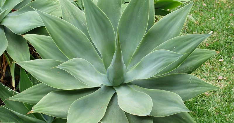 Agave winterhart: was wirklich geht