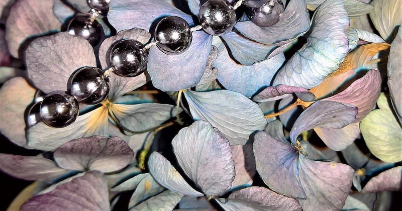 Hortensien trocknen: 7 Fehler, die Blütenfarbe und Haltbarkeit ruinieren